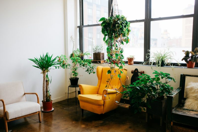 Quelles sont les 5 plantes magiques qui parfumeront votre intérieur cet été ?