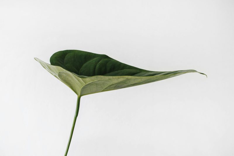 Comment transformer votre intérieur en oasis de verdure grâce à l&rsquo;intégration de plantes ?